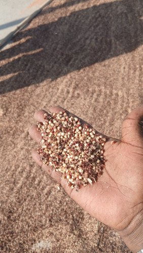 Sorghum (Mtama/Kome): The Ancient African Grain Behind Uji, Beer, Ugali, and it's communal palatable properties