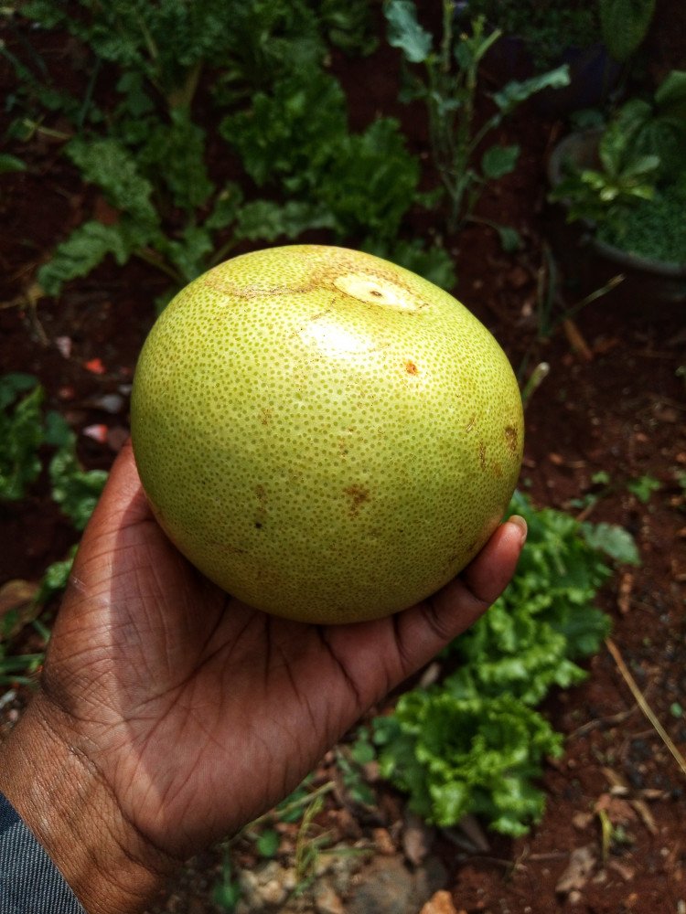 Grapefruit/ Balungi