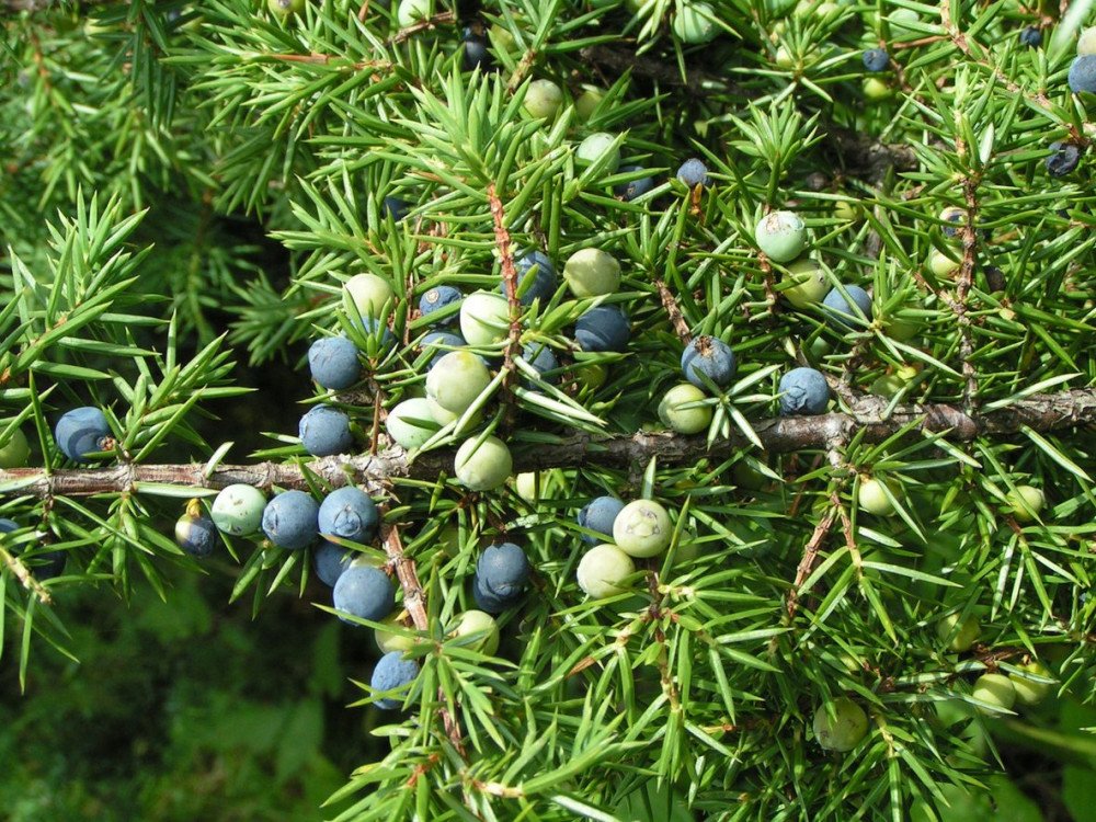 African juniper or african pencil cedar (Juniperus procera) in