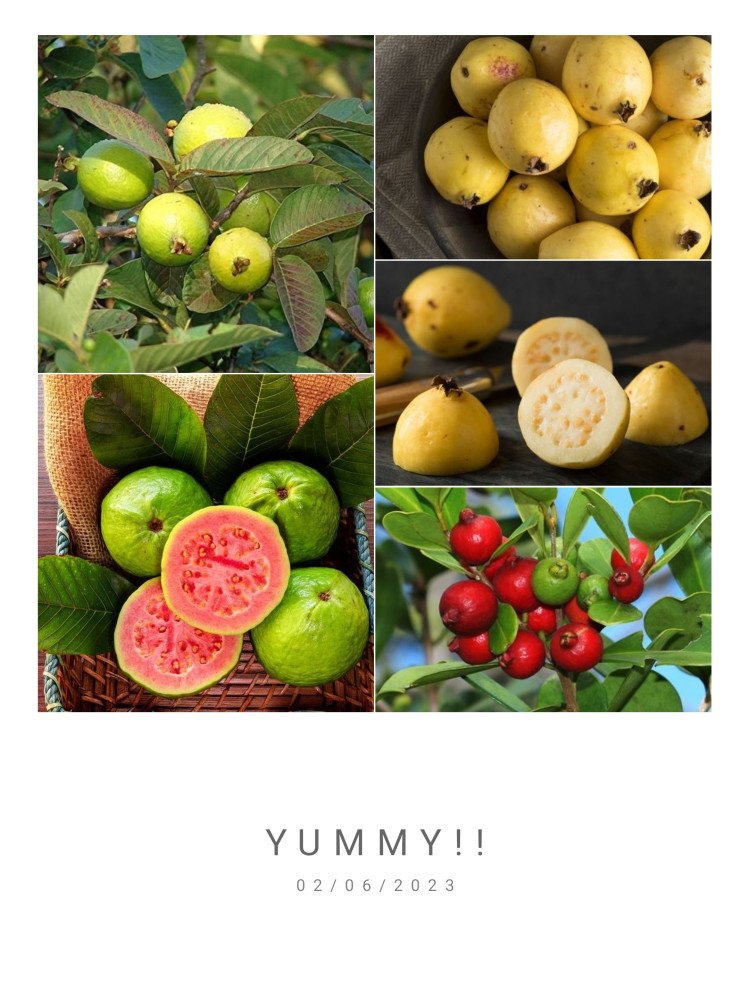 The Captivating Tale of Guava: From History to Culinary Delights