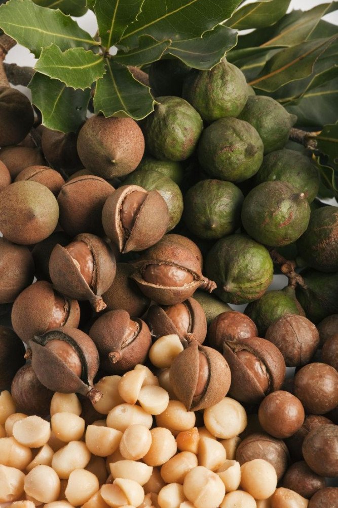 Macadamia Nut/ Makadamia