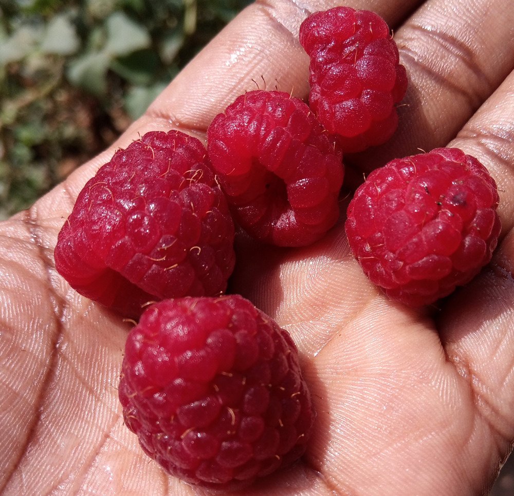 raspberry-rasiberi-jikoni-palatables