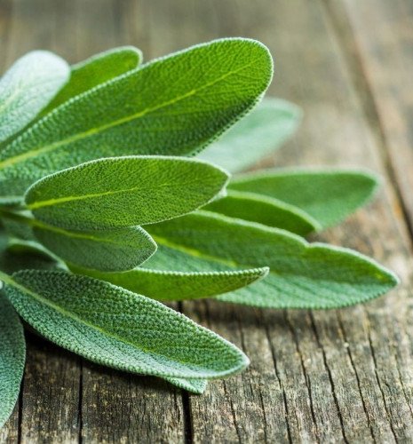The Ultimate Guide to Sage: Health Benefits and Culinary Uses